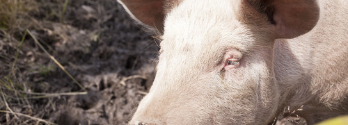 Pig