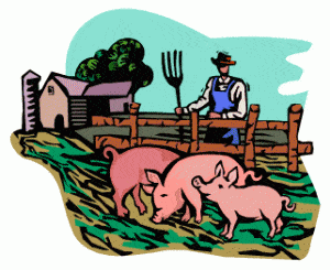 Pigs having Fun