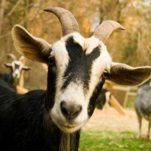 Goats and Sheep
