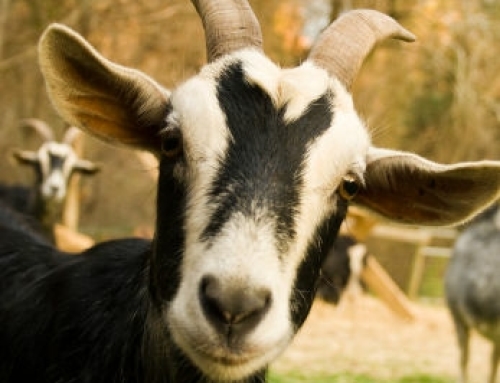 More about Goats and Sheep