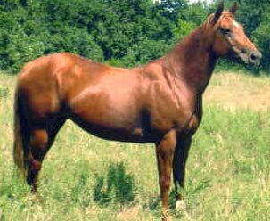 the Quarter Horse