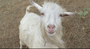 Dairy goat