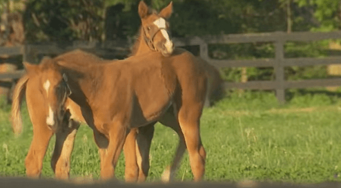 Documentary Film Chronicles the Heart and Soul