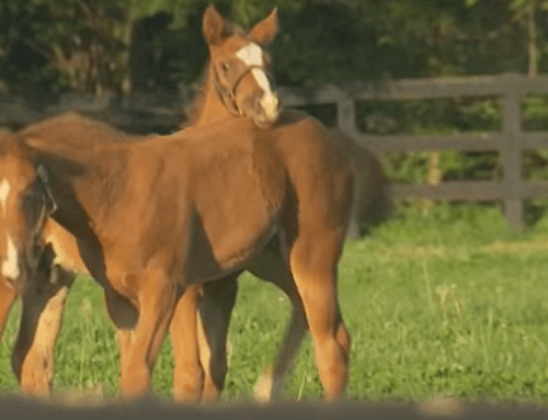 Documentary Film Chronicles the Heart and Soul of the Thoroughbred Industry