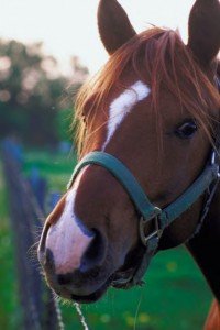 Things you want to know about Horses