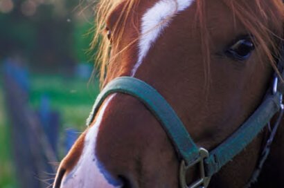 Things you want to know about Horses