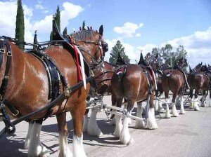 Clydesdales