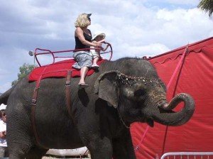 Elephant