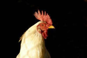 Rooster