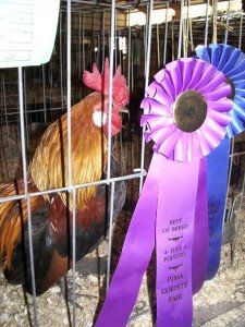 Prize Winning Rooster