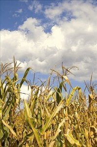 Corn in the Field