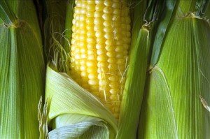 Corn on the Husk