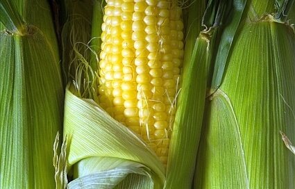 Corn on the Husk