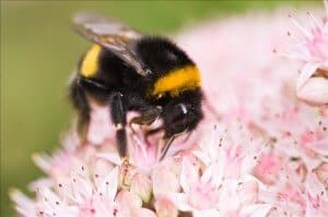 Bumble Bee