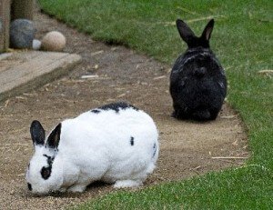 Domestic Rabbits