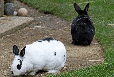Domestic Rabbits