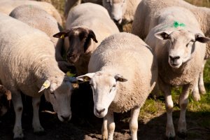 Sheep
