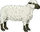 Sheep