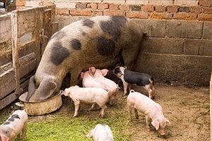 Domestic Pigs: Everything You Need to Know About Swine