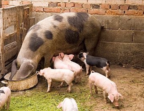 Types of Domestic Pigs