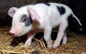 cutepig