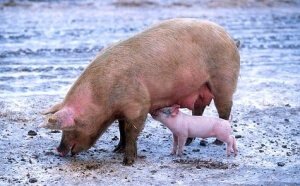 Mama Pig and Baby