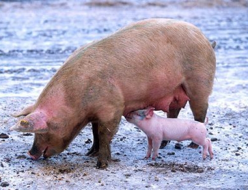 Top Pig Diseases Caused By Viruses