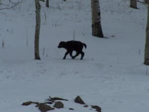 Baby Yak in snow