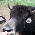 Up close with a Yak