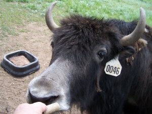 Up close with a Yak