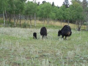 About Yaks: How They Live, Mate, and Survive in the Wild?