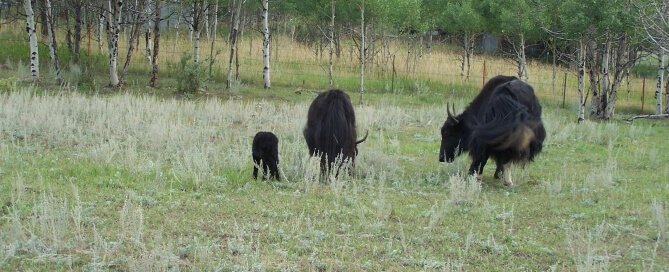 About Yaks: How They Live, Mate, and Survive in the Wild?