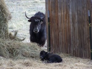 checking on Baby Yak