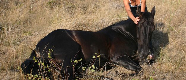 Horse Illness: How to Recognize, Treat, and Prevent It?