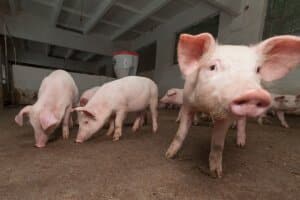 Different Kinds of Pig Feed : Types, Benefits, and Tips