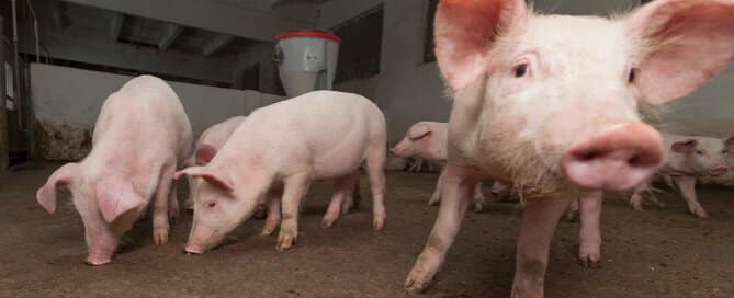 Different Kinds of Pig Feed : Types, Benefits, and Tips