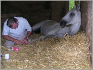 No Foot - No Horse: Laminitis Prevention and Treatment