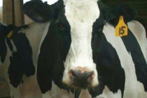 Cows and the Environment: The Good, the Bad, and the Ugly