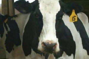 Dairy Cow