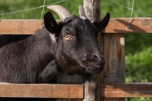 Environmental Changes & Livestock: A Threat to Food Security
