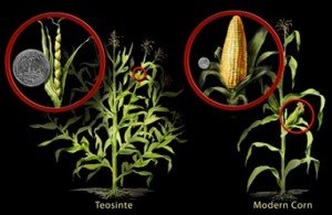 Lab Grown Corn