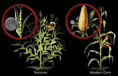 Lab Grown Corn 