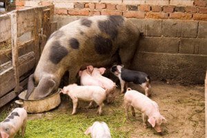 MaMa Pig and Babies