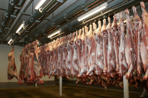 Inhumane Treatment Pigs