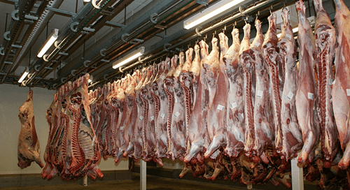 Inhumane Treatment Pigs