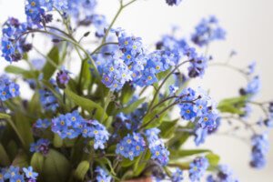 Bluebells