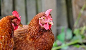 Farming: How to Choose Between Livestock and Plants?