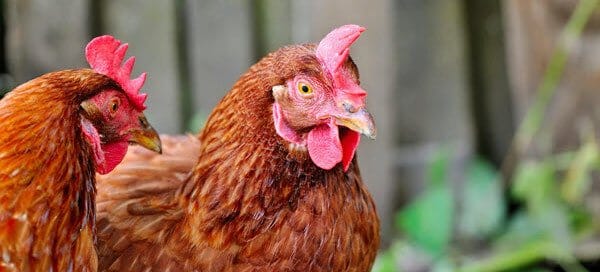 Farming: How to Choose Between Livestock and Plants?