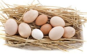 Fresh Eggs How to freeze eggs in the freezer