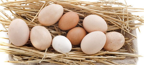 Fresh Eggs How to freeze eggs in the freezer